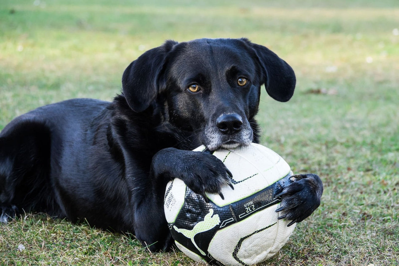 Ballen hond