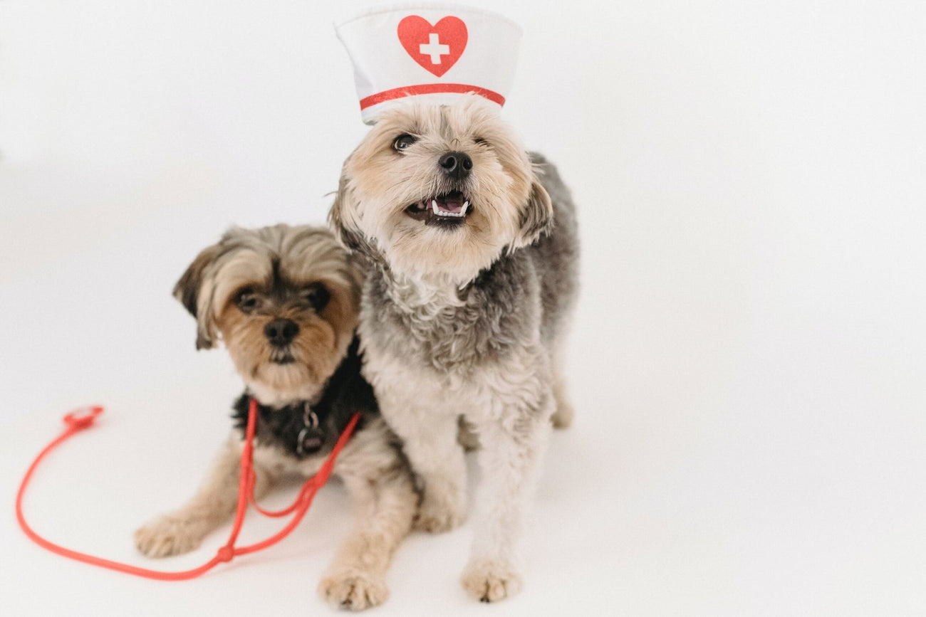 Honden apotheek