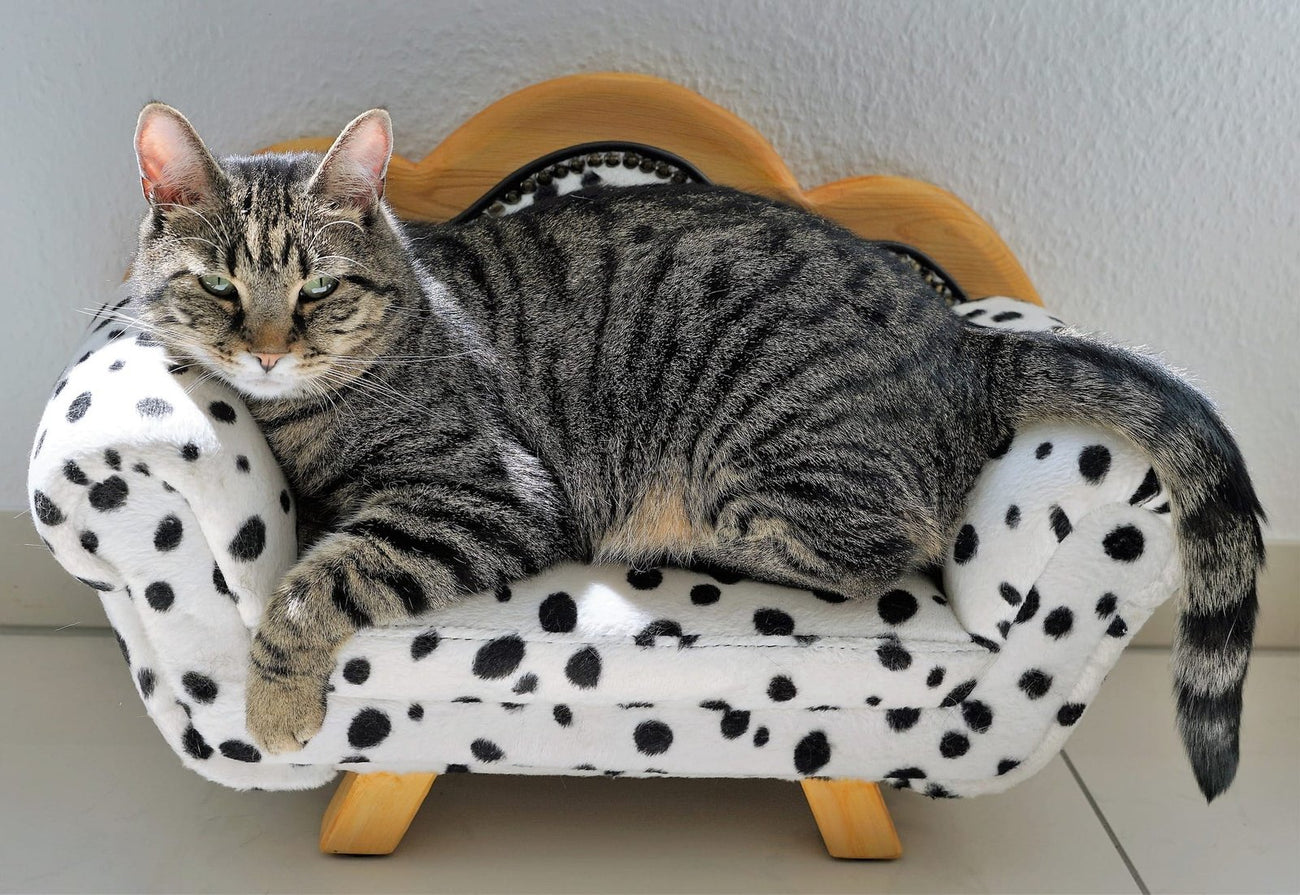 Kattenmanden