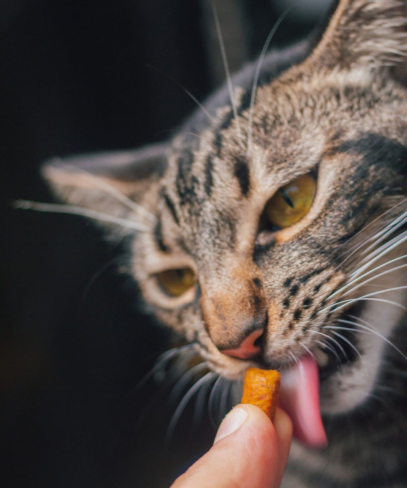 Kattensnacks