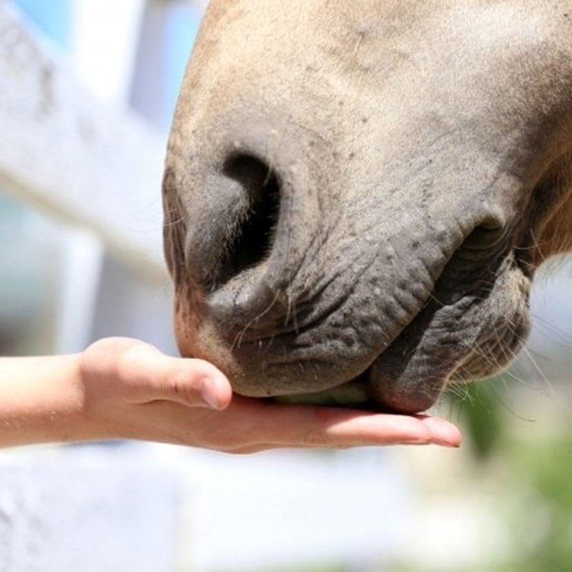 Paardensnoepjes