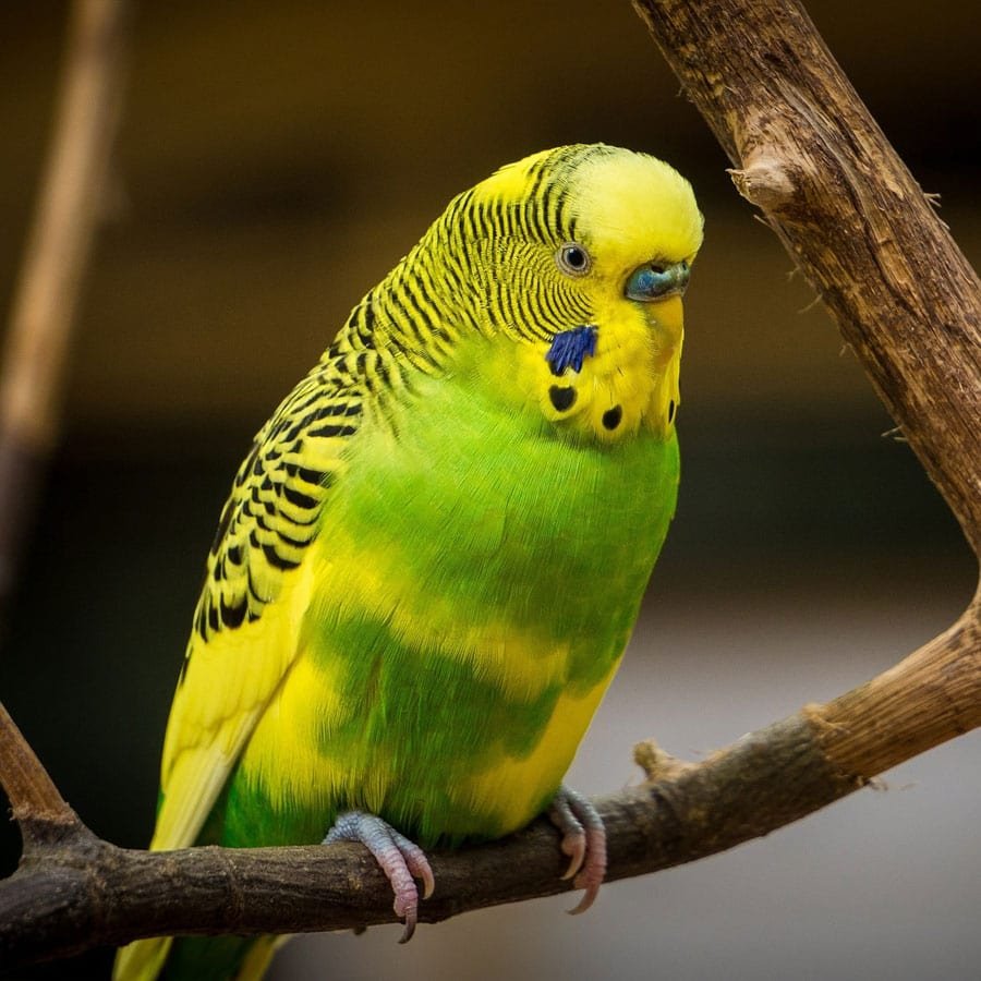 Vogels