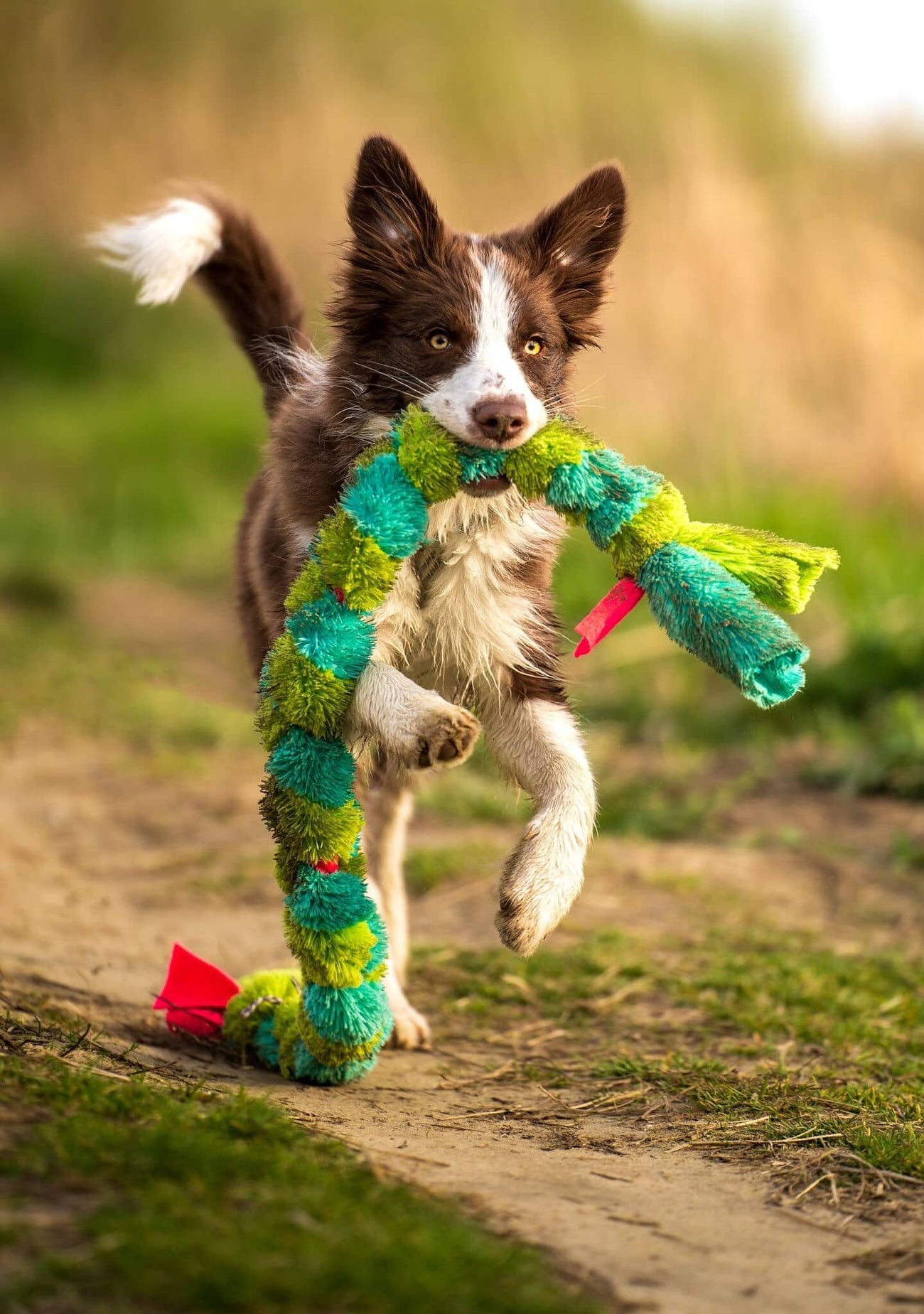 Speelgoed hond