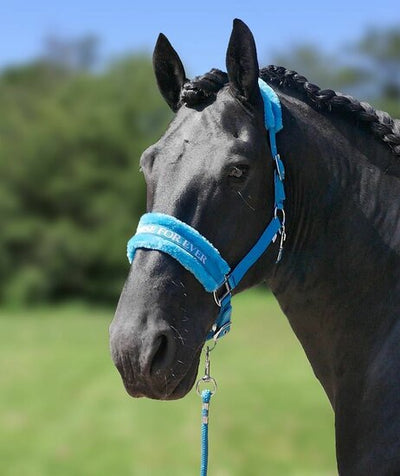 Bonthalster Horse For Ever turquoise shetlander