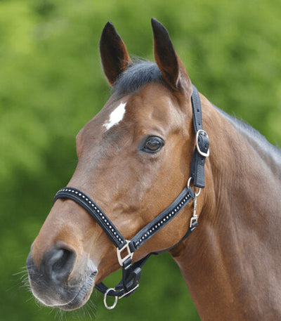 Halster Crystal zwart cob