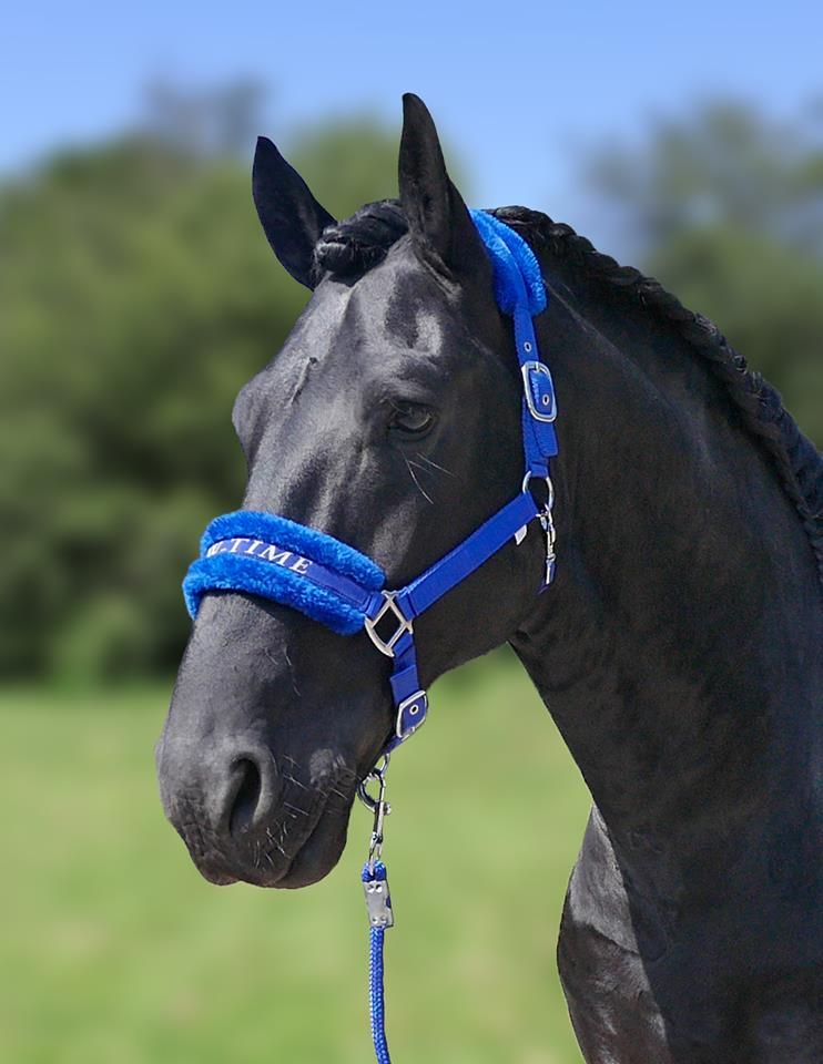 HB Halsters soft Show-Time Royal Blue Trekpaard