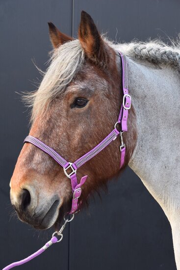 Halster Diamonds paars trekpaard