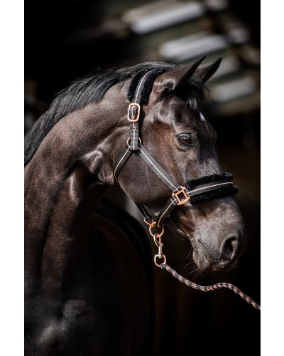 Halster Europe Cob