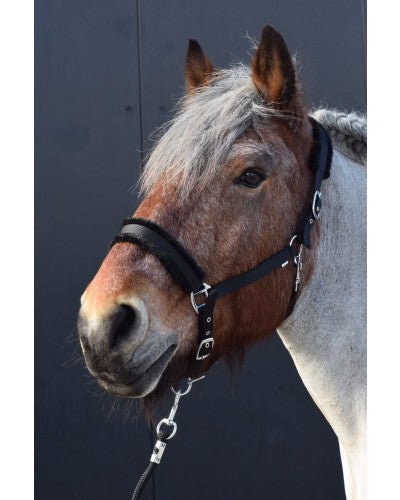 HB Halsters Teddy Zwart Trekpaard