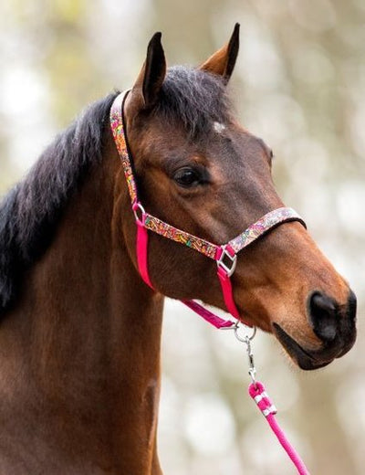 Halster Fantasie fuchsia shetlander