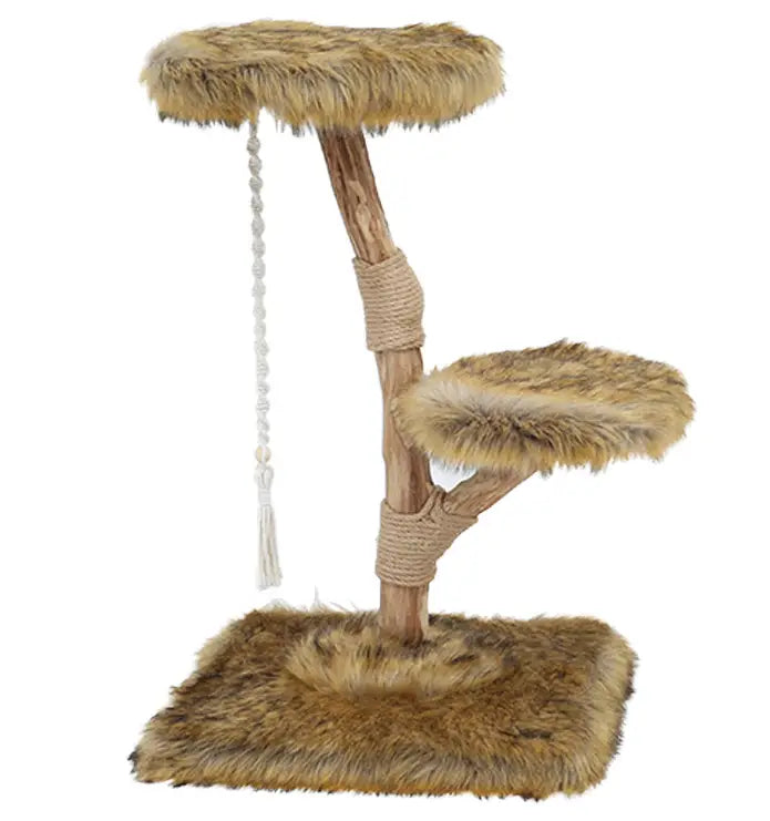 Boony est 1941 klimboom prunus, 85cm, grizzly brown