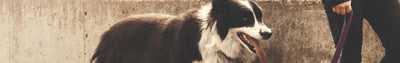 De gele hond