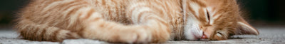 Een nieuwe kitten in huis