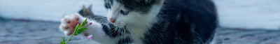 Haarballen bij de kat