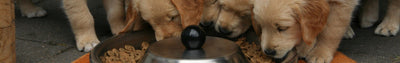 Help! Mijn hond heeft voedselallergie