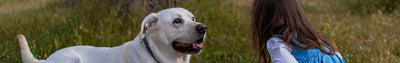 Kinderen en honden