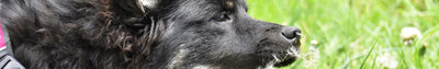 Waarom honden gras eten