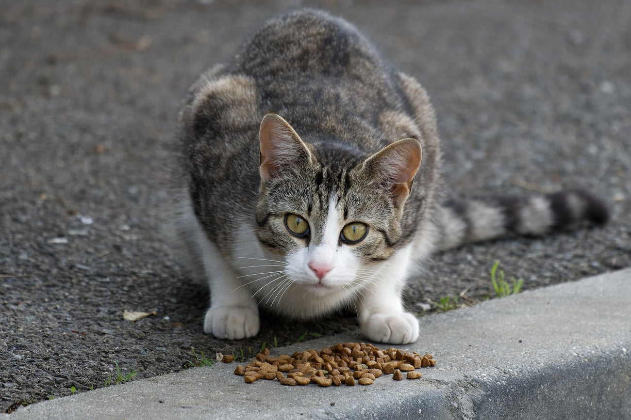 Kattenvoer