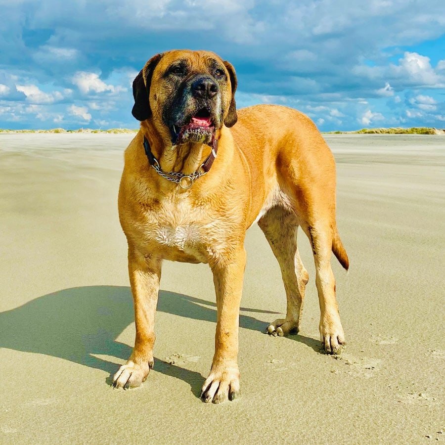 Honden