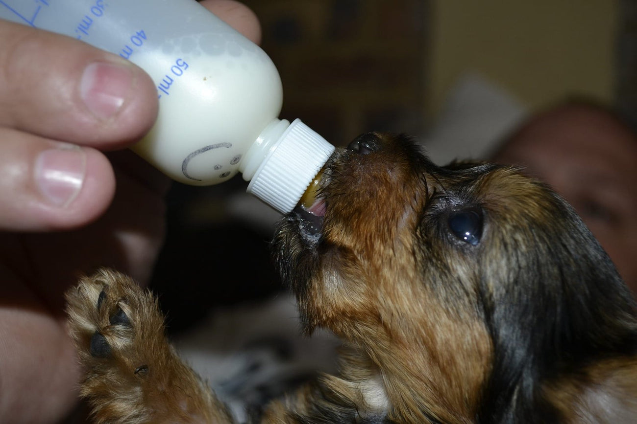 Puppymelk
