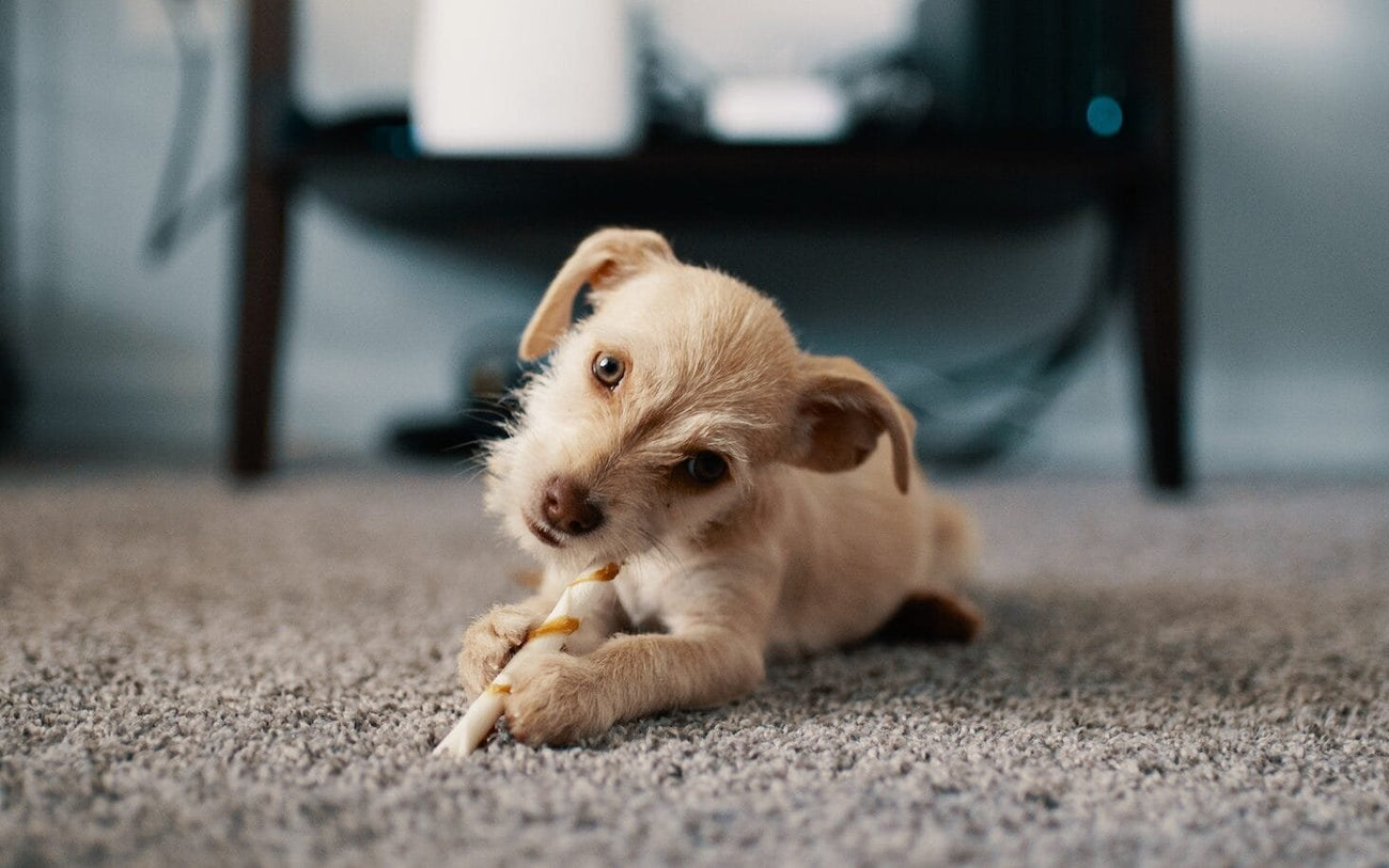 Rawhide