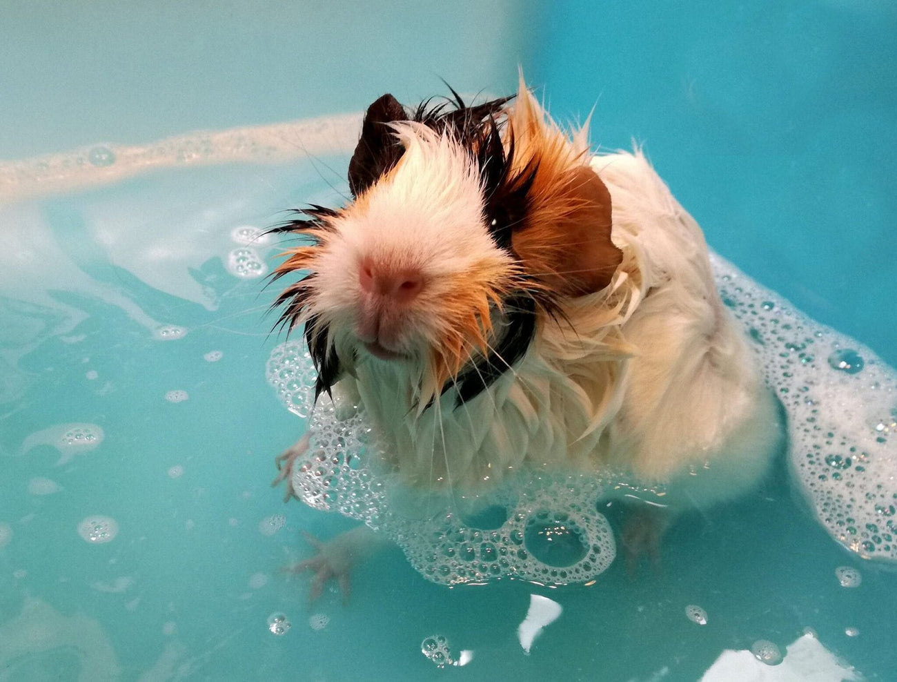 Shampoos en conditioners