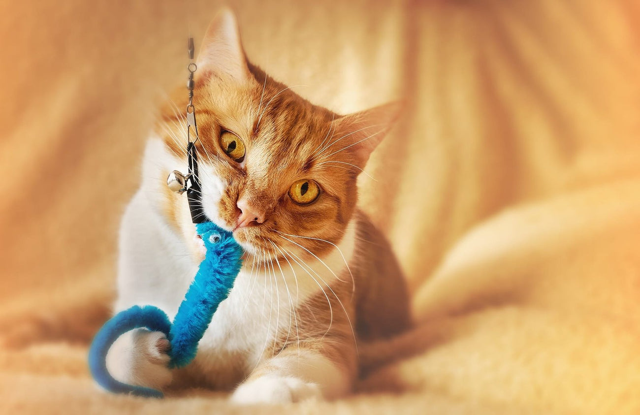 Speelgoed kat