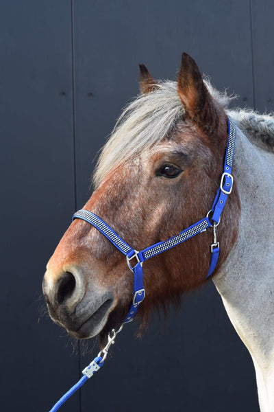 Halster Diamonds royal blue cob